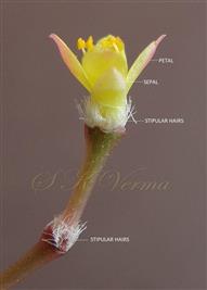 Flowering branch